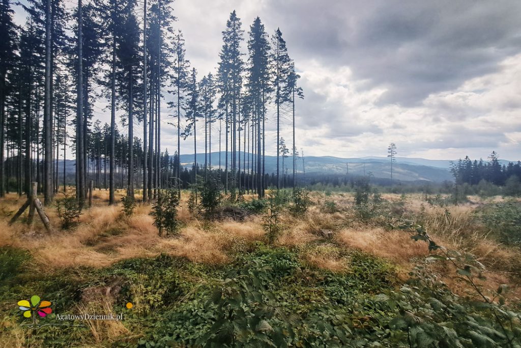 Bílé skály, Zlatohorská vrchovina